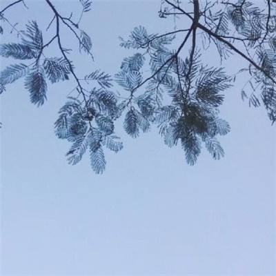 我的女仆娘游戏